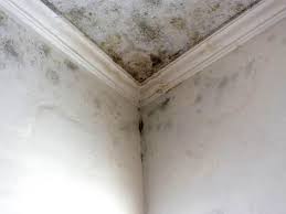 Why You Should Choose Our Mold Remediation Services in Candler Mcafee, GA